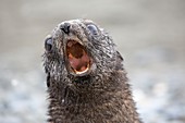 An Antarctic Fur Seal pup