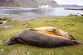 Southern Elephant Seal