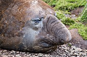 Beach master Southern Elephant Seal