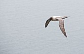 A Light Mantled Albatross