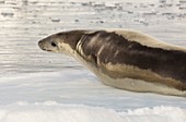 Crabeater Seal