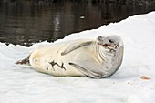 Crabeater Seal