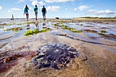 A purple jellyfish