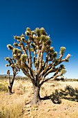 Joshua Trees,Yucca brevifolia