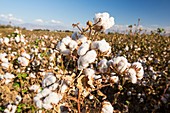 Cotton growing in California