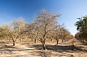Dead and dying Almond trees