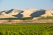 Irrigated orange trees,California,USA