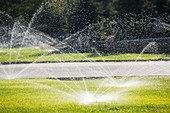 Watering lawns during a drought