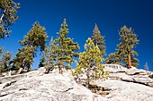 Granite outcrop,Sequoia National Park