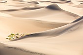 Mesquite flat sand dunes,Death Valley