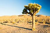 A Joshua Tree,Yucca brevifolia