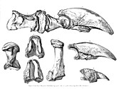 Megalonyx jeffersonii ground sloth bones