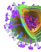 Influenza virus structure,artwork