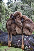 Family of Gelada baboons huddled together