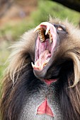 Gelada male yawning