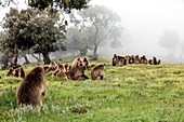 Grazing Gelada baboons in the mist