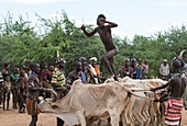 Young man jumping the bulls,Ethiopia