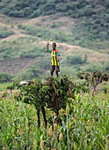 Boy scaring birds with whip,Ethiopia