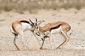 Springbok males in territorial combat
