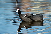 Red-knobbed coots in courtship display