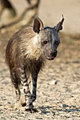 Brown Hyena