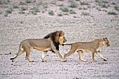 Male African lion with female in oestrus