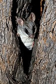 Black-tailed tree rat