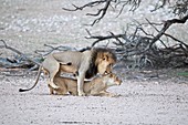 Mating African lions