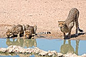 Cheetah mother and cubs drinking