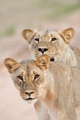 Young male lions without manes