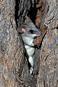 Black-tailed tree rat