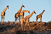 Herd of Giraffes in the Kalahari