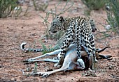 Female leopard & cub with springbok prey