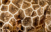 Giraffe Skin Pattern