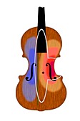 Violin vibration zones,illustration