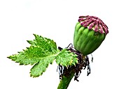 Oriental poppy seed head and leaf
