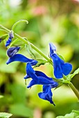 Salvia patens 'Blue Angel'