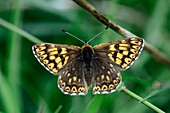 Duke of Burgundy butterfly