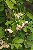 Akebia quinata - cream flowered