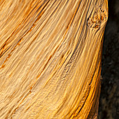 Bristlecone pine tree trunk