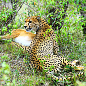 Cheetah with its kill