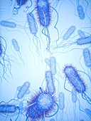 E. coli bacteria,illustration