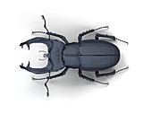 Stag beetle,illustration
