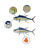 Tuna anatomy,illustration