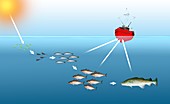 Sea food chain,illustration