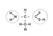 Amino acid structure,illustration