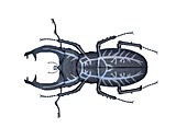 Stag beetle respiratory system