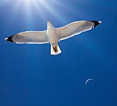 Seagull and the Moon
