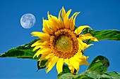 Moon and sunflower