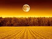 Full moon over a field